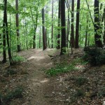 Trail Running Sopot leśna ścieżka