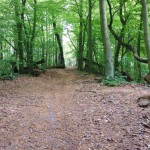 Trail Running Sopot podbieg pod Zajęcze Wzgórze